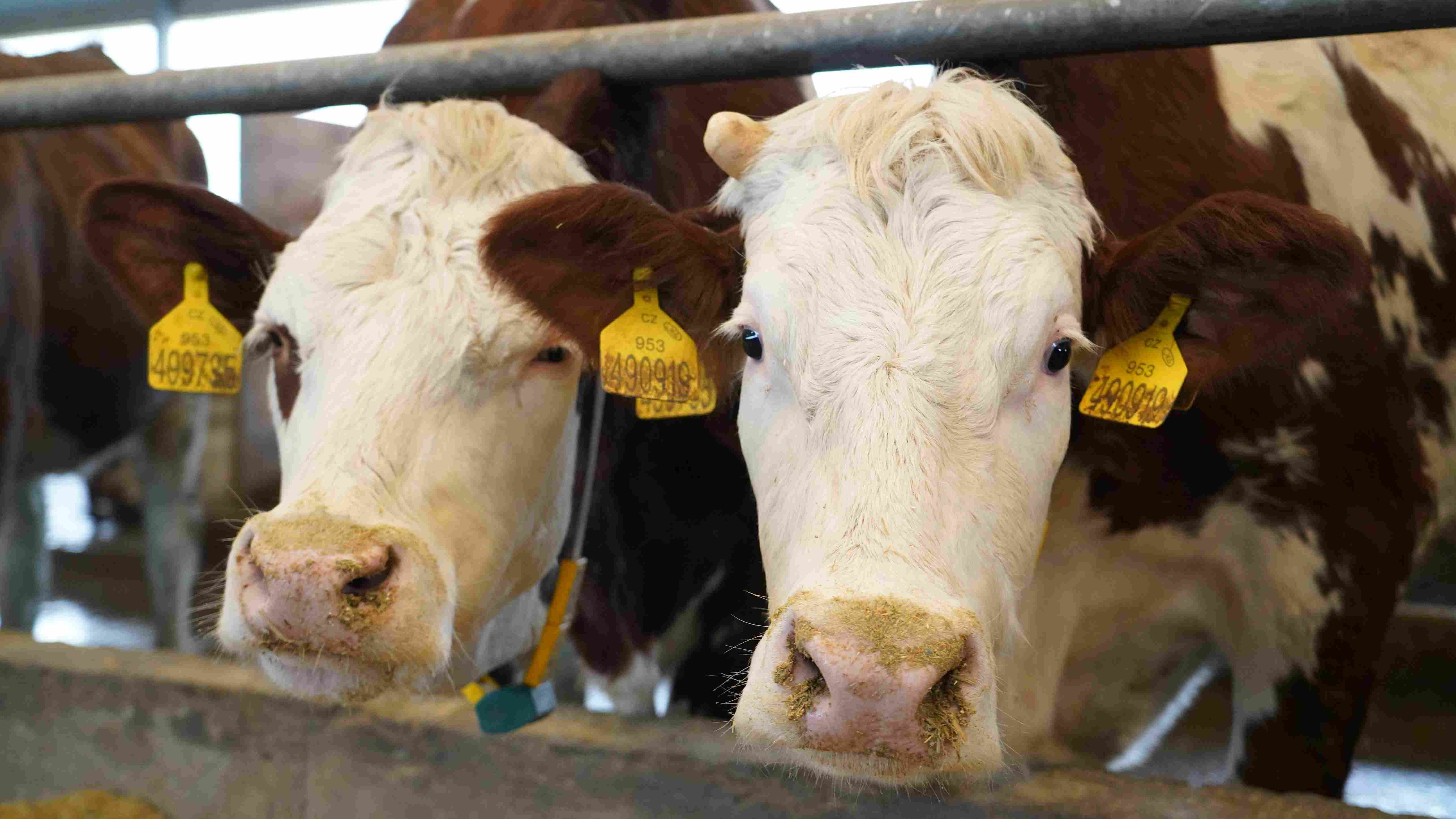 Дагестан нарастил экспорт продукции животноводства в страны ближнего зарубежья