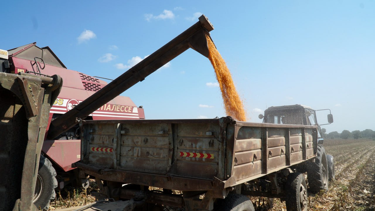 Почти на 5% вырос урожай кукурузы на зерно в Дагестане