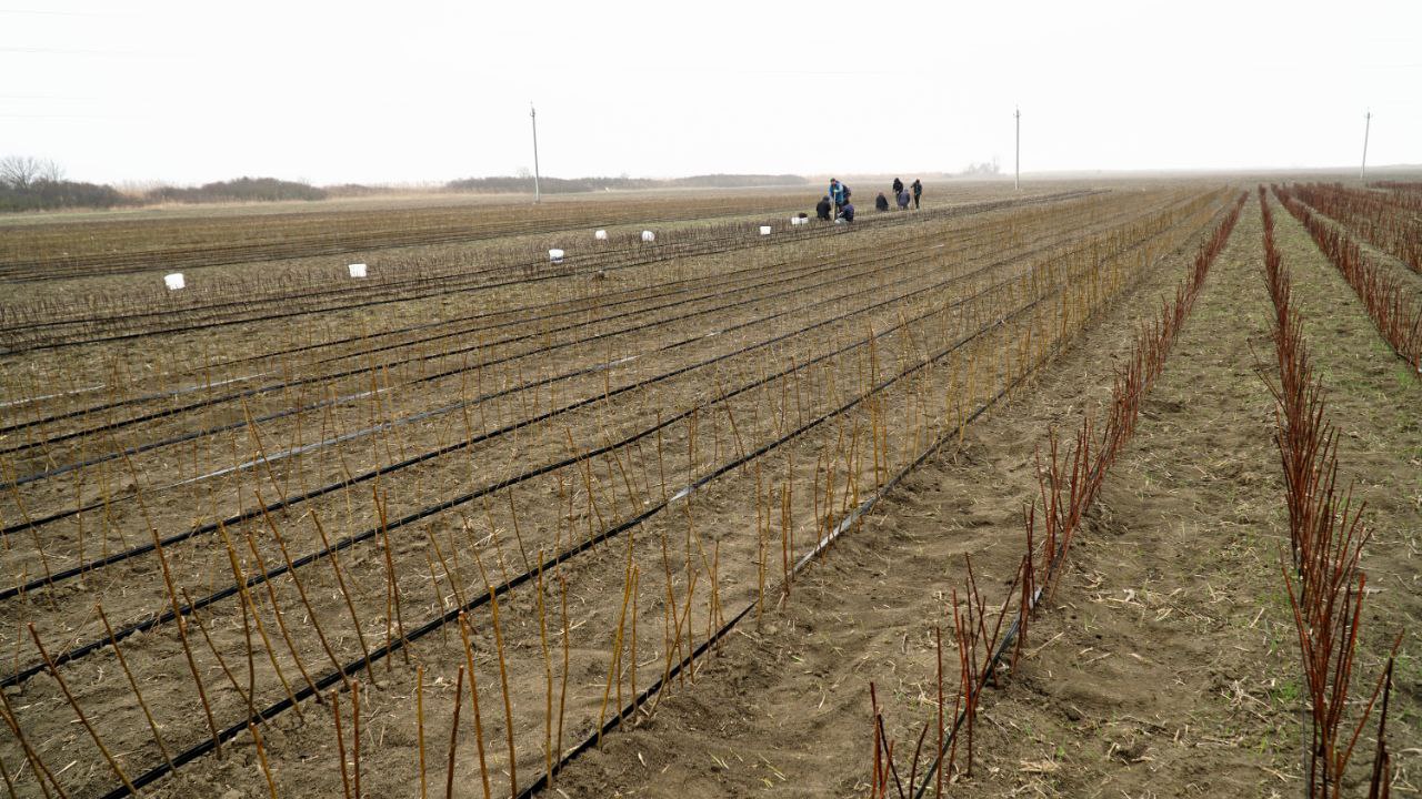 Более 520 гектаров садов заложили в Дагестане в 2025 году
