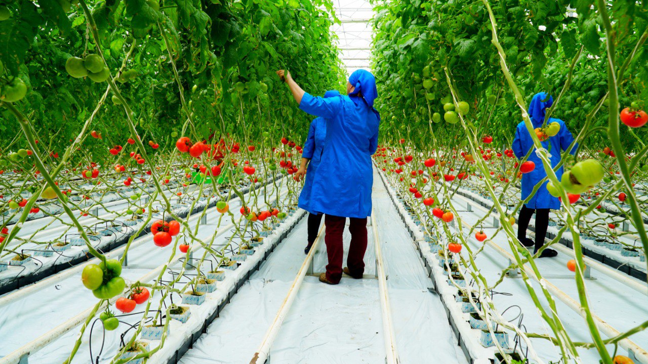Почти на 2,5% выросло производство сельхозпродукции в Дагестане по итогам 2025 года