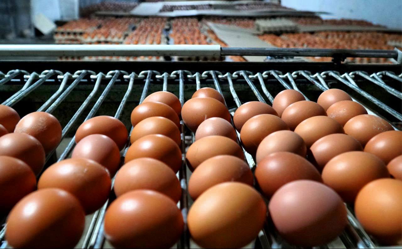 В Дагестане выросло поголовье птицы и производство куриных яиц