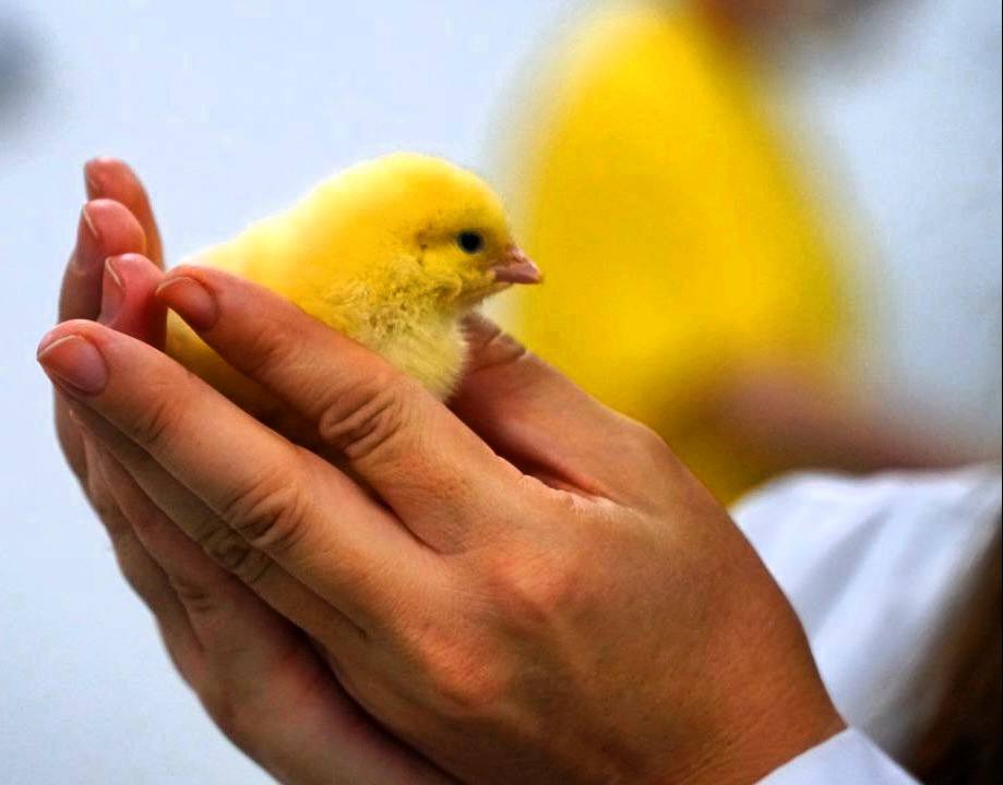 В Дагестане выросло поголовье птицы и производство куриных яиц