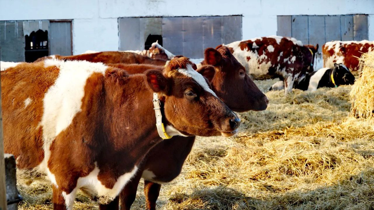 Поголовье крупного рогатого скота в Дагестане выросло на 2% в 2025 году