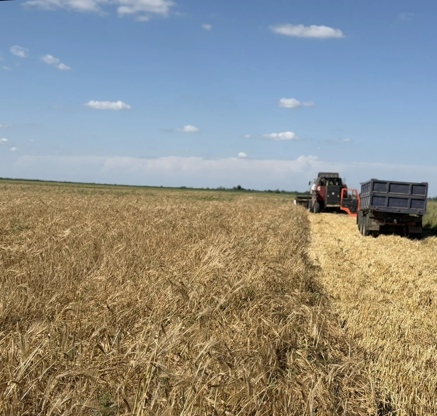 Аграрии Дагестана приступили к уборке озимых зерновых культур