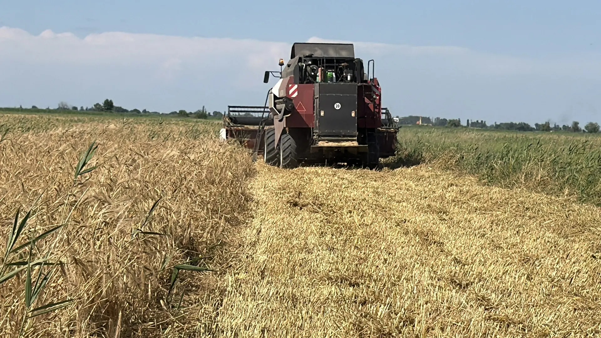 Аграрии Дагестана приступили к уборке озимых зерновых культур