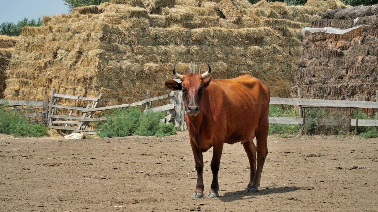 В Дагестане заготовлено около 1,5 миллиона тонн кормов
